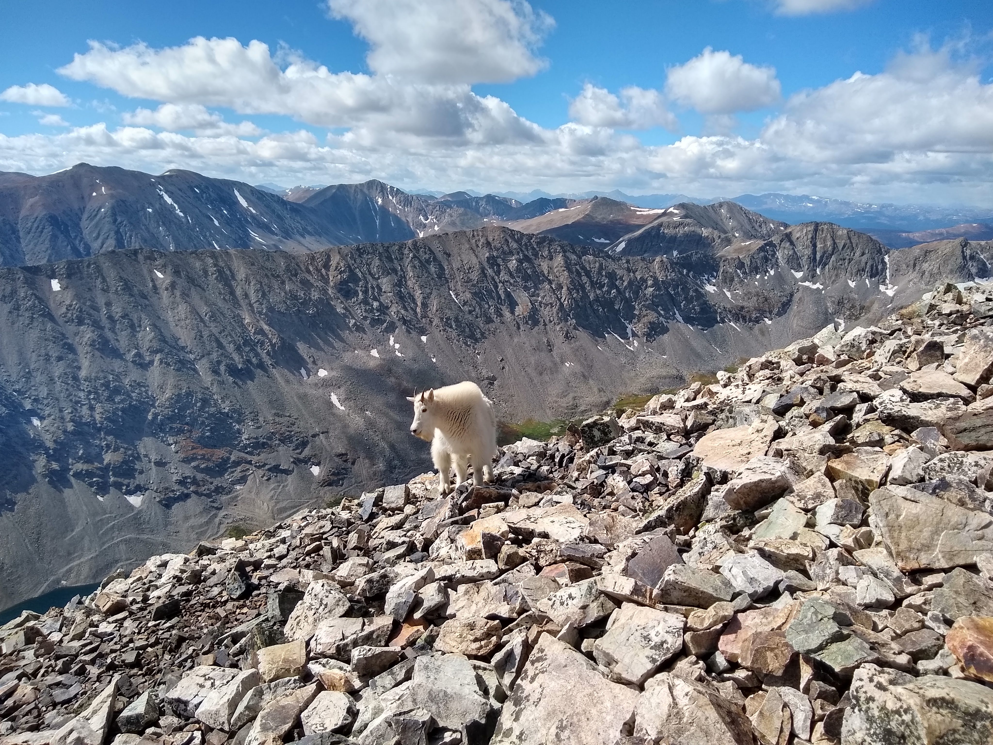 A mountain goat standing on a rocky summit, with a vast range of peaks in the background.